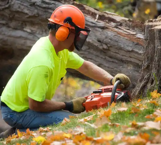 tree services Prentiss